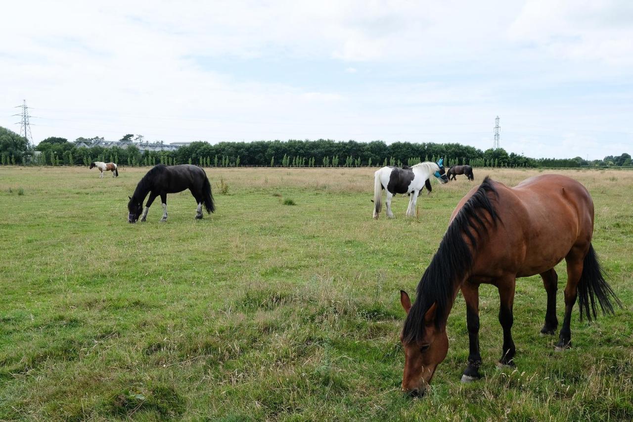 Willowbrook Riding Centre Chichester Bagian luar foto